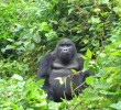 gorilla-uganda