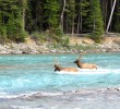 Elk in Banff Elk in Banff