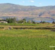 Vineyards of the Okanagan Vineyards of the Okanagan