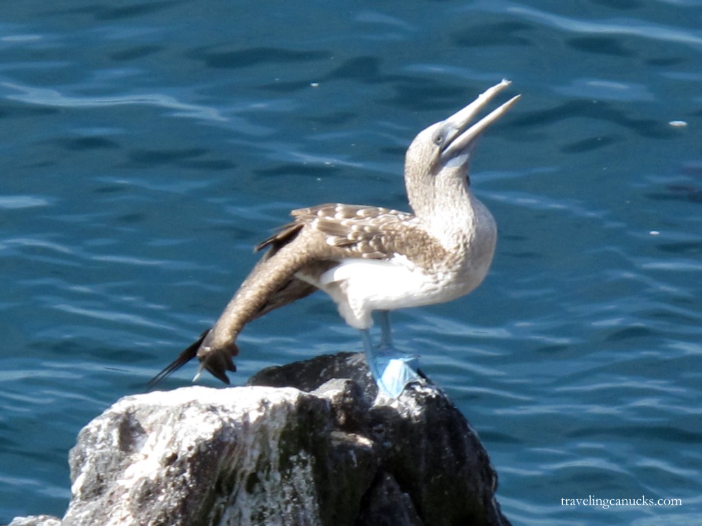 Blue Footed Boobie
