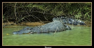 Kakadu