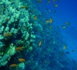 Red Sea Underwater