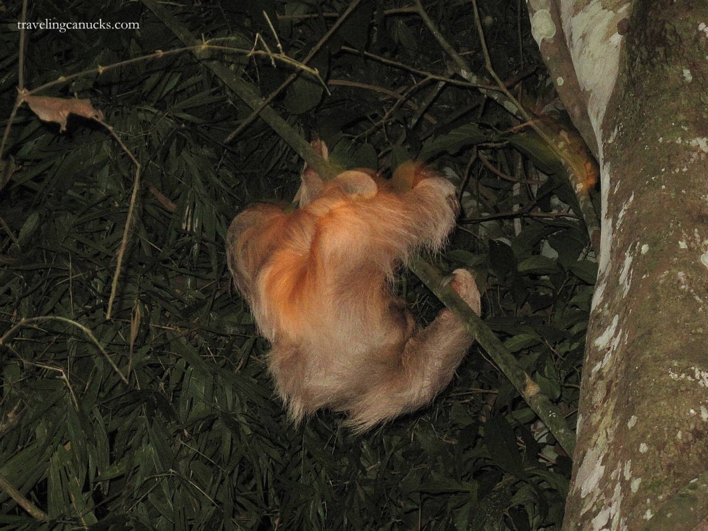 Sloth, Amazon
