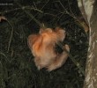 sloth-amazon-jungle-peru sloth-amazon-jungle-peru