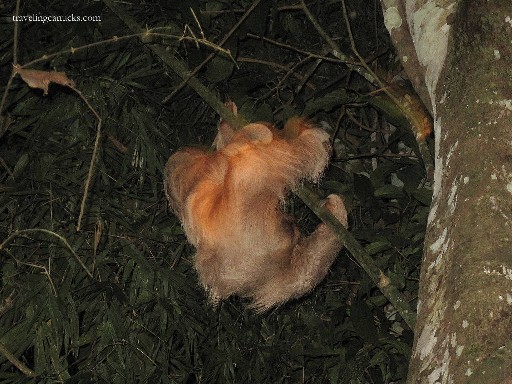 Photo of the Week: Three-toed Sloth in the Amazon Jungle, Peru This week's photo comes from deep within Peru's Amazon Jungle, where we spotted a tree sloth while on a night trek through the iconic rainforest