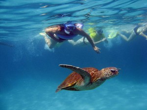 Snorkelling Ningaloo Reef