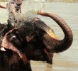Elephant-Bathing-Chitwan-Park-Nepal Elephant-Bathing-Chitwan-Park-Nepal