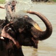 Photo of the Week: Elephant Shower in Chitwan, Nepal The week's photo comes from the jungle lowlands of Nepal, where a woman receives an elephant shower in Chitwan National Park