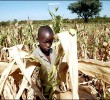 zimbabawe-boy-cornfield