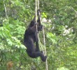 Howler-Monkey-Tikal-Guatemala