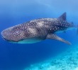 whale-shark-belize