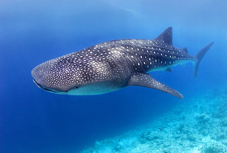 whale shark images. Whale sharks only migrate