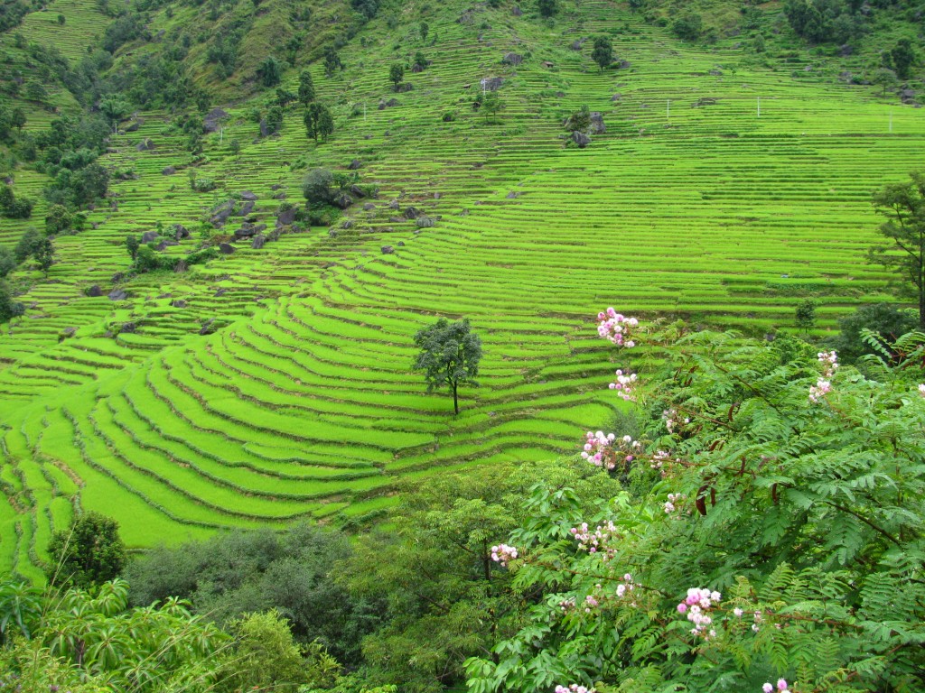 Rice-Padi-Annapurna-Range-Nepal