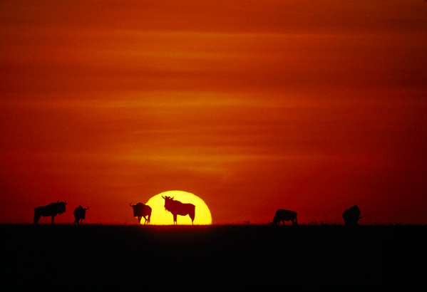 Serengeti-Tanzania_Wildlife-at-sunset