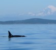 orca-whale-victoria-british-columbia