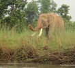 elephant-chitwan-nepal elephant-chitwan-nepal