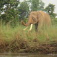 Photo of the Week: Thirsty Elephant in Chitwan, Nepal The week's photo comes from the jungle lowlands of Nepal, where we captured a beautiful male elephant making his way to the riverbanks in Chitwan National Park