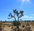 joshua-tree-national-park joshua-tree-national-park