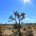 joshua-tree-national-park