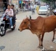 cow-streets-india
