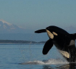 orca-whale-vancouver-island orca-whale-vancouver-island
