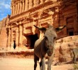 donkey-petra-jordan-1