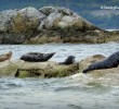 sea-lions-howe-sound-vancouver