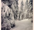 cypress-mountain09