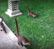 coati-mexico