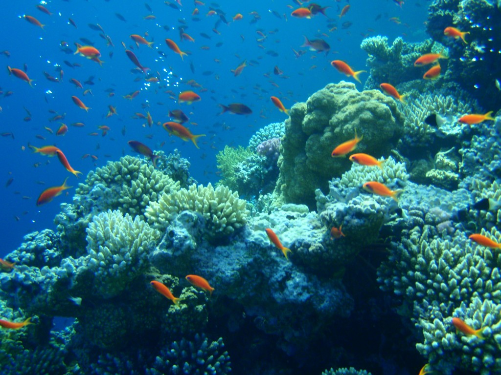 Snorkeling & Diving the Red Sea - Dahab, Egypt