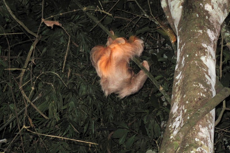 sloth in tree at night in Peru Amazon Rainforest