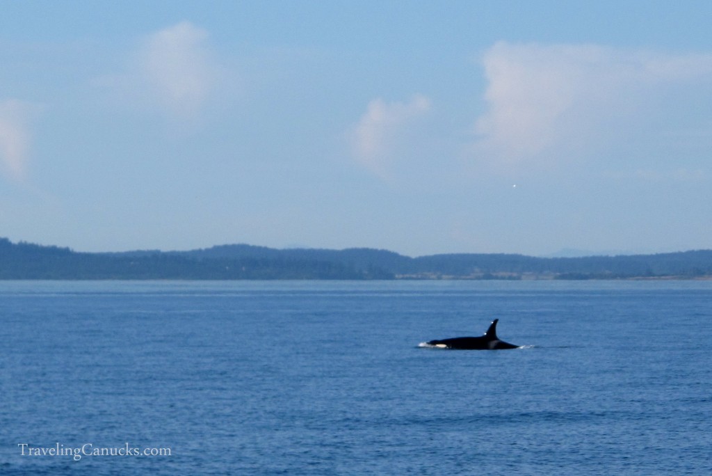 Whale watching in Victoria, British Columbia, Orca Whale