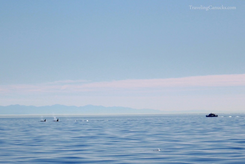 Whale watching in Victoria, British Columbia, Orca Whale