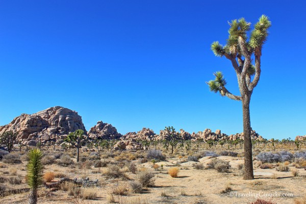 5 Things to do in Palm Springs, California