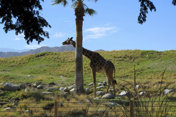 Palm Springs Zoo