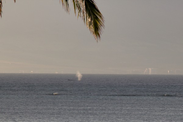 Whales, Molokai