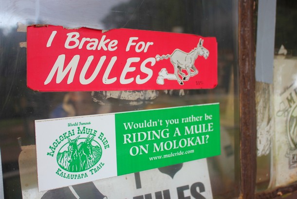 Molokai Mule Tour