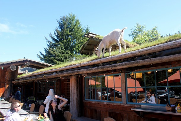 Coombs Old Country Market, Goats on the Roof, Parksville