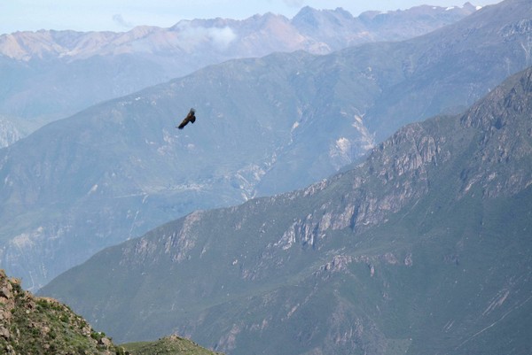Andean Condor, Colca Canyon, Peru