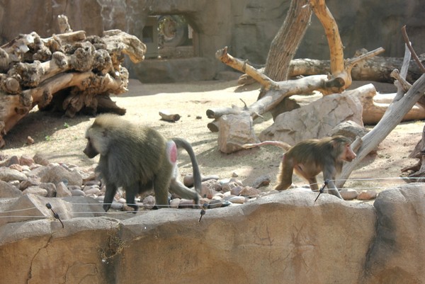 Phoenix Zoo Monkey