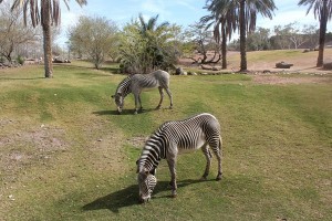 Wildlife encounters at the impressive Phoenix Zoo