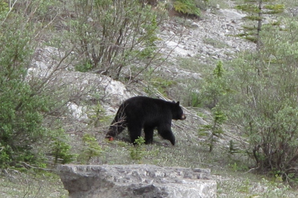 Black Bear, Alberta