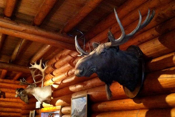 Moose head, Num-Ti-Jah Lodge, Alberta