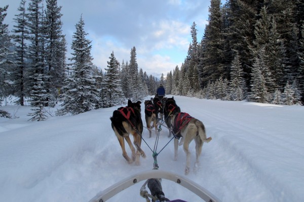 Dog sled tour in Lake Louise, Alberta