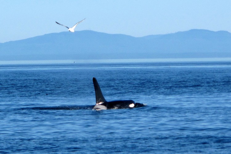 one day trip near vancouver