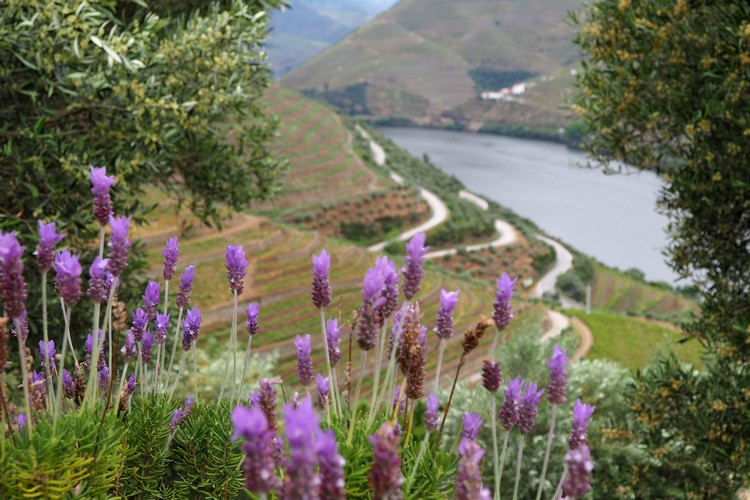 Douro Valley, Portugal River Cruise