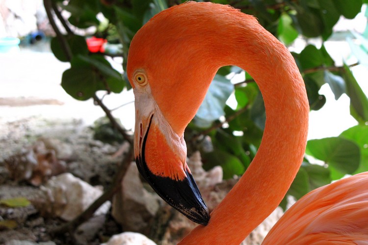 flamingo Curaçao Sea Aquarium