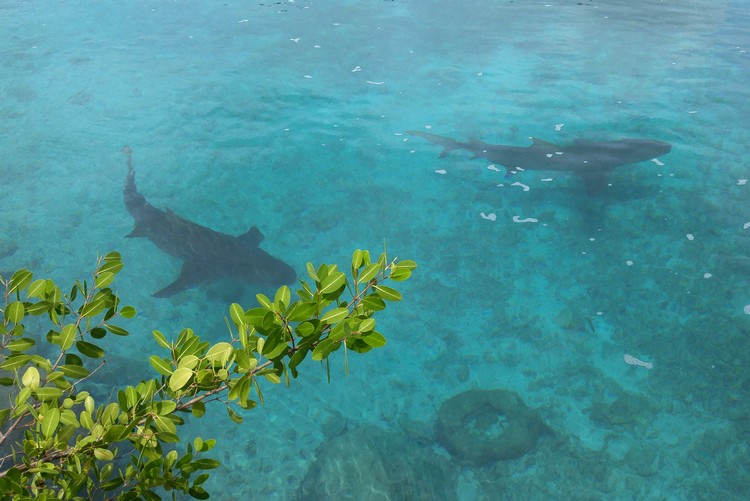 sharks Curaçao Sea Aquarium