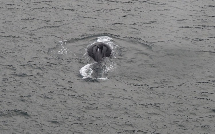 humpback whale watching on cruise ship