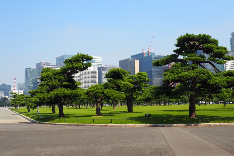 trees and grounds around Tokyo Imperial Palace with city skyline in the backdrop